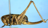 Metrioptera prenjica (Burr, 1899): female (paralectotype). (Otu).