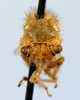Parantonae Fowler, 1895: _Parantonae hispida_. (Otu).