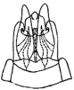 Pygofer, ventral view: Genital capsule, ventral view. (Observation).