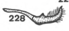 Stylus on Anisostylus gillettei (Goding, 1892): (Observation).