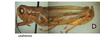 Melanoplus utahensis Scudder, 1897: male, lateral view. (Otu).