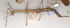 CollectionObject 1559018; 690c482e-9b6c-4ea9-bb29-e780a9fcf2c9: copyright OUM. female of synonym Prisomera phyllopus, lateral view (holotype). (CollectionObject).