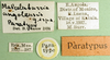 CollectionObject 1569170; 547c5756-0a52-4f51-bdc6-546df7ea8af4: labels (paratype). (CollectionObject).