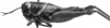 CollectionObject 1501147; 7399fed1-9acd-40c3-9b68-5fa7dff6c661, DORSA BA000582S01: Image Carbonell, C.S. female, lateral view (holotype). (CollectionObject).