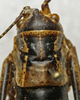 CollectionObject 1535999; 25cec098-28a3-4ec8-bfbb-05541a3bfd3b: female pronotum, dorsal view (paralectotype). (CollectionObject).