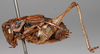 CollectionObject 1517125; 671965bf-7459-405b-a74c-3cf8f193a2cf: male, lateral view (holotype). (CollectionObject).