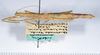 CollectionObject 1559347; 78e97a08-6155-40d4-9a0c-e885a0bd9b27: copyright ANSP. female, lateral view (paratype). (CollectionObject).;CollectionObject 1559348; d775b2c6-2124-4185-9467-d9a8da445562: copyright ANSP. female, lateral view (paratype). (CollectionObject).