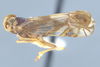 Habitus, lateral view: !! display not done !! on Nymphocixia unipunctata Van Duzee, 1923: (Observation).