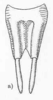 Chrysobliastes olivaceus (Caudell, 1918): Fig. 70 a. male subgenital plate (7mm, styli 4-5 mm). (Otu).