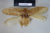 CollectionObject 1552785; NHMUK(SF IMPORT DUPLICATE) BMNH(E) 877082, a4347082-71e7-4428-880b-22a3f2f87398: Copyright, NHM London. Holotype male, dorsal view. (CollectionObject).