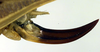 CollectionObject 1502673; efb8f9b1-6290-4d0e-9f90-843100f6d27f: ovipositor. (CollectionObject).