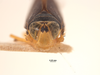Head: (Observation).