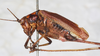 male, lateral view. Depicts CollectionObject 1565830; NMW 2206, 1fa96123-a115-49cd-bcf3-38c83057aa2d, a CollectionObject.