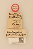 CollectionObject 2067023; 35d4a1a5-5397-48bc-9b30-39d6d97f4683, NHMUK015982263: labels (holotype). (CollectionObject).