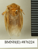 CollectionObject 1572925; 184eefc9-7227-4a1f-bb6a-0fc86257b451: Copyright Natural History Museum, London. Non-type (adult male) in BM(NH). Dorsal view. (CollectionObject).