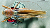 CollectionObject 1505279; aef2592e-ef58-45f5-91b8-dabf3a080155: female, dorsal view (syntype). (CollectionObject).