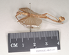 CollectionObject 1561299; NHMUK(SF IMPORT DUPLICATE) 845155, 55d9d62a-5717-4dfb-aed9-9892a2f8d19d: copyright Natural History Museum, London. male, lateral view (paratype). (CollectionObject).