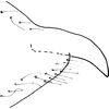 Pygofer appendages on Dziwneono sagittata Dworakowska, 1993: Pygofer dorsal appendage. (Observation).
