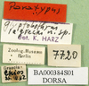 CollectionObject 1502043; 59ac787a-7fc0-4856-b387-c056b61ff139: labels (paratype of Chorthippus lagrecai). (CollectionObject).