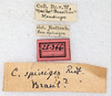 CollectionObject 1586714; e749202b-f5f3-4f68-a746-36348327a4cf: labels. (CollectionObject).