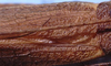 CollectionObject 1522412; 98468433-2d8c-4ceb-90fa-ba430c6ebe3f: male stridulatory area (allotype). (CollectionObject).