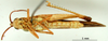 CollectionObject 1530789; 1ee13b72-a751-46a4-b582-0317950b447f: male, ventral view (paratype of Phlaeoba pharaonis). (CollectionObject).