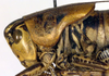 male head and pronotum, lateral view (paratype). Depicts CollectionObject 1564721; a9aee0eb-5cc0-431b-b06f-0700c85baa6d, a CollectionObject.