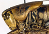 CollectionObject 1564721; a9aee0eb-5cc0-431b-b06f-0700c85baa6d: male head and pronotum, lateral view (paratype). (CollectionObject).