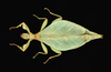 Comptaphyllium caudatum (Redtenbacher, 1906): copyright Montral Insectarium. female, Papua New Guinea, Morobe, Aseki, Oiwa, ID R Cumming (no type). (Otu).