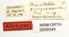 CollectionObject 1578295; NHRS NRM-ORTH 9349, 6d24a11f-18b7-4d58-a272-848666700f09: male, labels (allotype). (CollectionObject).
