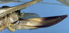 CollectionObject 1520627; c3254321-9c87-4ae0-8a7a-8663a2624eb9: female ovipositor (syntype). (CollectionObject).