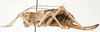 CollectionObject 1541628; 18d17197-772d-4496-8ba4-5294d4faf72e: female habitus, lateral view (paratype of Deracanthina mistshenkoi). (CollectionObject).