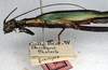 CollectionObject 1558265; ebeae153-e186-43ee-bec8-4899fa64e008: copyright NMW. female: head and thorax, lateral view (syntype). (CollectionObject).;CollectionObject 1558266; a49a2f68-6fb3-4c57-9d9d-275020aaaf48: copyright NMW. female: head and thorax, lateral view (syntype). (CollectionObject).