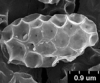 Brochosomes on Cuerna alpina Oman & Beamer, 1944: CR454 | U.S.A., Montana, Madison Co., Wisconsin Creek Rd. 4.3mi NE Sheridan, R. Rakitov [#04-51], 23-V-2004, DNA voucher CR49 | INHS. (Observation).