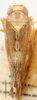 Habitus, dorsal view: !! display not done !! on Paramelia Evans, 1954: Paramelia typica, dorsal habitus (BMNH). (Observation).