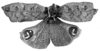 CollectionObject 1539707; d01b6926-0c18-42aa-b0de-b06694fb718e, MNHN-EO-ENSIF726: Pl. VIII, Fig. 68 (photo Le Charles). female (holotype), disintegrated and incorrectly reassembled, intact right tegmen at left side. (CollectionObject).