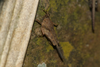 CollectionObject 1599705; 477ed115-6937-42a7-8920-1ae14762bccc: male (paratype). (CollectionObject).