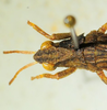 CollectionObject 1526832; dd341276-7aa0-4a3c-b239-02e63ea87116: male head and pronotum, dorsal view (paratype). (CollectionObject).