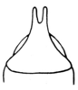 Xyronotus cohni Dirsh & Mason, 1979: Fig. 4, 11. male subgenital plate, ventro-posterior view. (Otu).