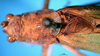 CollectionObject 1500522; 8c756226-0d24-4a79-9394-09e3496f0293: male head, pronotum and stidulatory area, dorsal view (holotype). (CollectionObject).