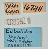 CollectionObject 1558650; 9797be6e-464a-49d2-a7db-81dc0838e1b4: copyright USNM, Washington. (CollectionObject).