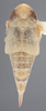 Habitus, dorsal view on Athysanella (Athysanella) deserta Blocker, 1988: Dorsal - Female. (Observation).