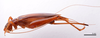 CollectionObject 1538189; e23bed4d-b1da-4799-9256-e18f3de4908b: female, lateral view (holotype). (CollectionObject).