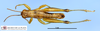 CollectionObject 1565632; 90d39445-a5b4-40b6-8301-286d50e63032, MLP1011: male, dorsal view (paratype). (CollectionObject).