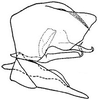 Pygofer, lateral view: !! display not done !! on Chlorotettix borealis Sanders & DeLong, 1917: genital capsule, laterally. (Observation).
