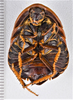 CollectionObject 1613744; f7d72b93-6d98-4675-8574-fac8cfde3e79: (CollectionObject).