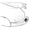 Pygofer, lateral view on Eurhadina (Eurhadina) ribauti Wagner, 1935: Pygofer, lateral view. (Observation).