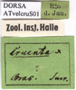 CollectionObject 1538334; 0076a6d1-dbca-4acc-aa46-54a7ecbba9bc, DORSA ATvelcruS01: labels (type). (CollectionObject).