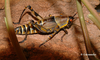 Zonocerus elegans elegans (Thunberg, 1815): male. (Otu).