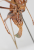 CollectionObject 1505905; c0b53767-6a50-421d-b906-e933c03344de: female, ventral view (syntype). (CollectionObject).